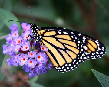 closeup-shot-monarch-butterfly-purple-flowers.jpg