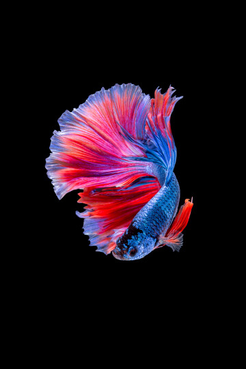 betta-fish.jpg