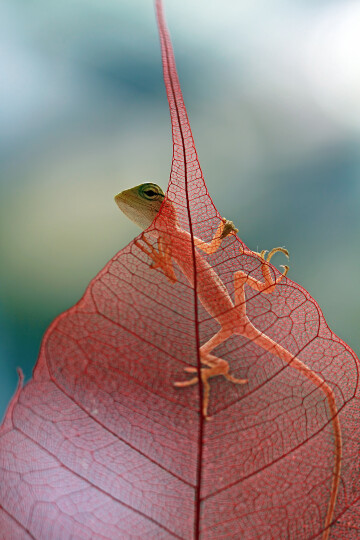 baby-londok-calotes-closeup-dry-leaves.jpg