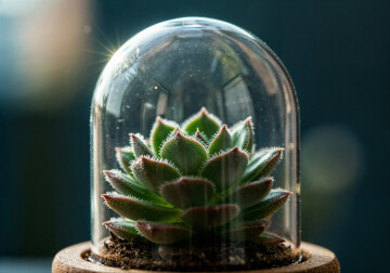 succulent-plant-glass-terrarium.jpg