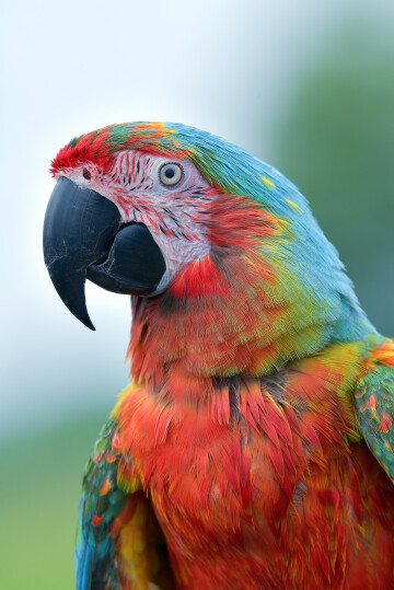 closeup-scarlet-macaw-from-side-view-scarlet-macaw-closeup-head.jpg