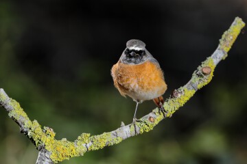 common-redstart-phoenicurus-phoenicurus-malta-mediterranean.jpg