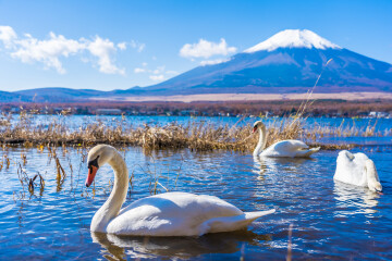 beautiful-landscape-mountain-fuji-around-yamanakako-lake.jpg